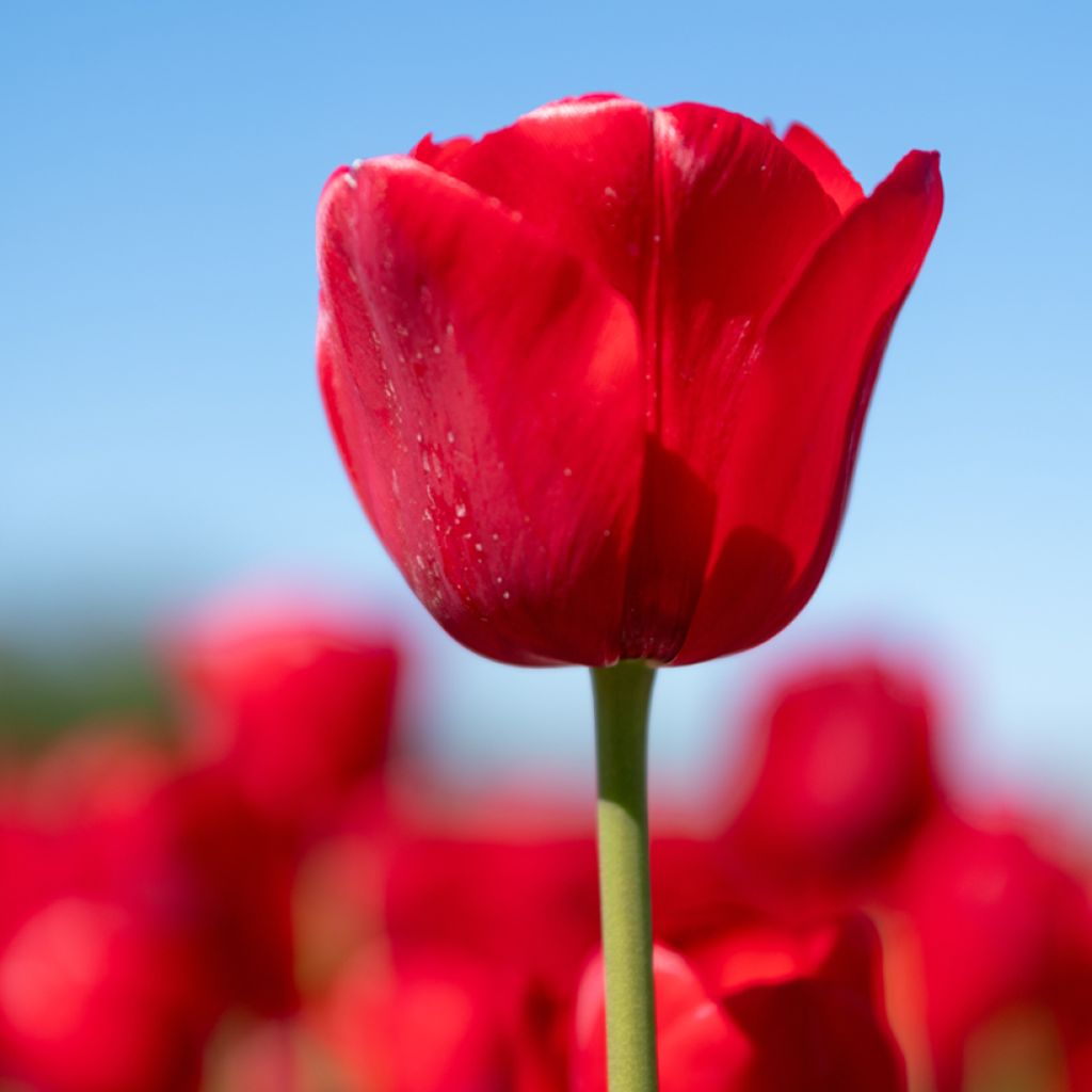 Tulipe à longue tige rouge