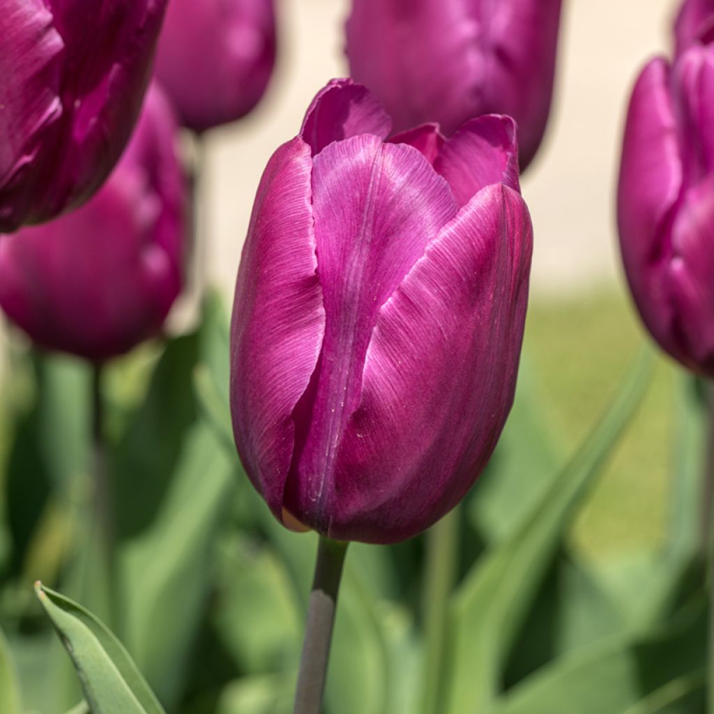 Tulipe à longue tige violette