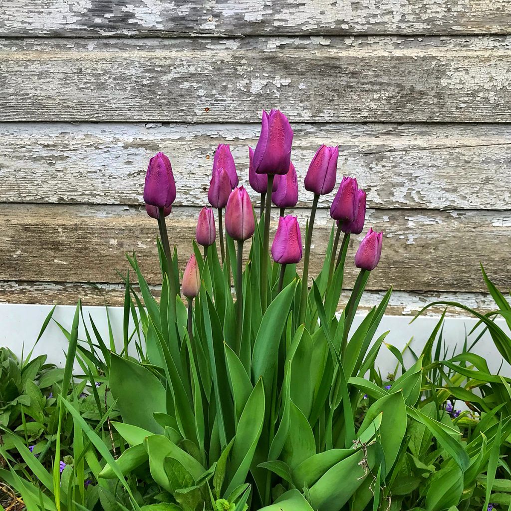 Tulipe à longue tige violette