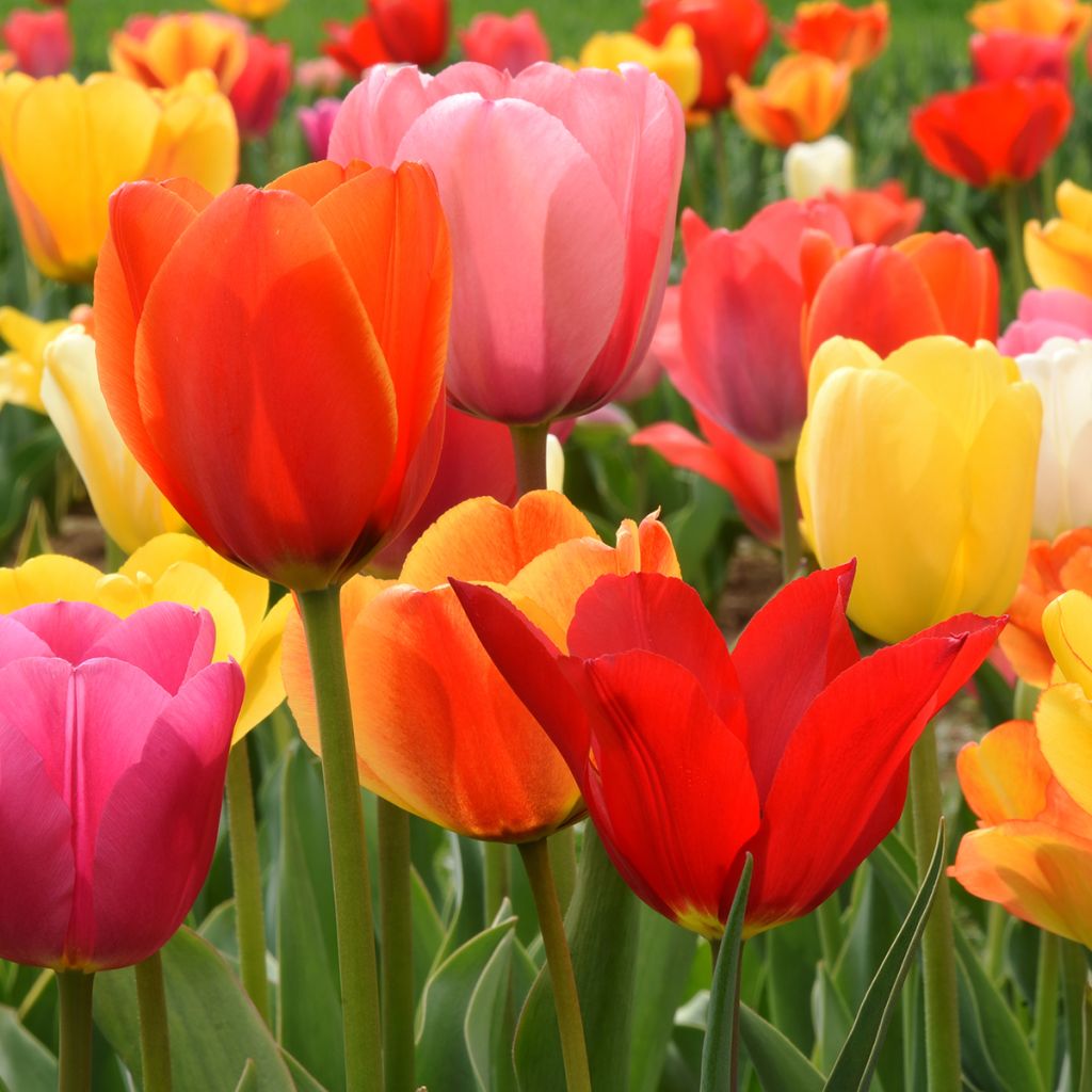 Tulipe à longue tige en mélange