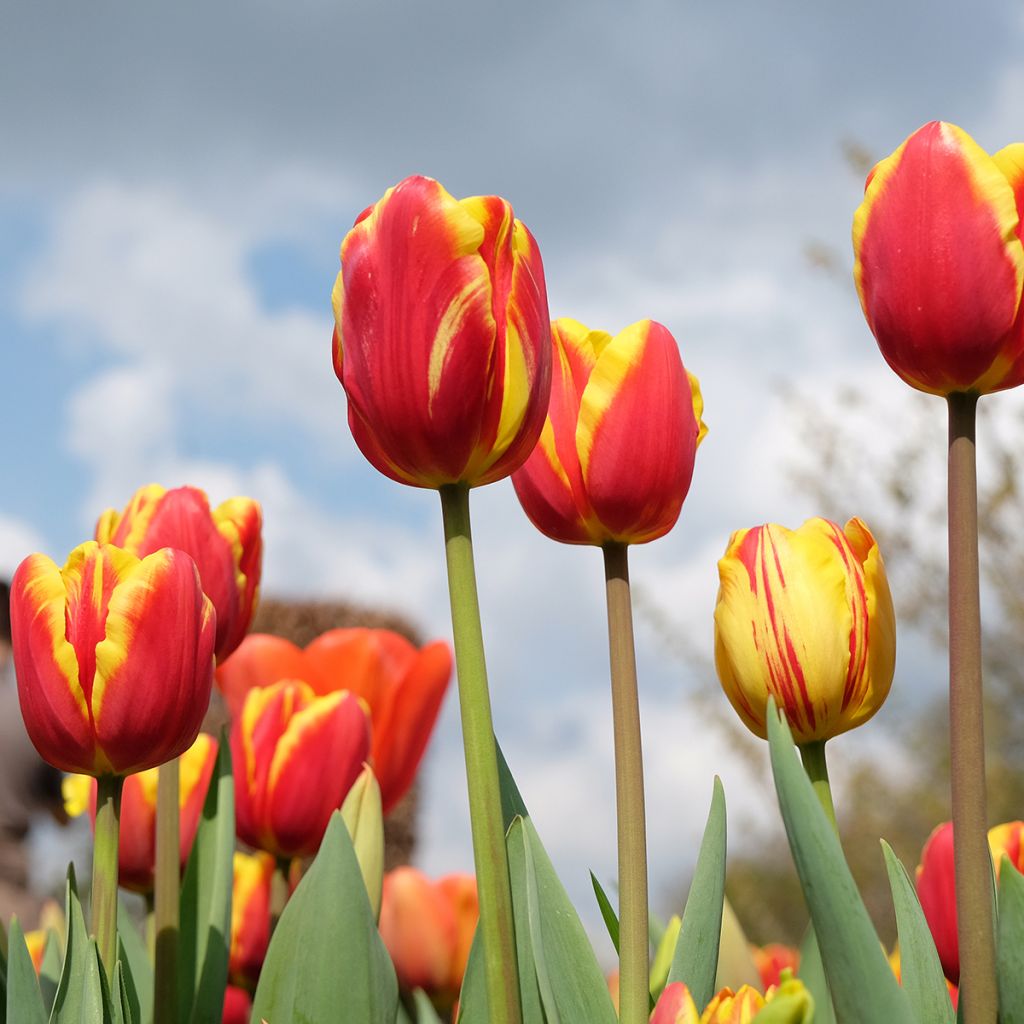 Tulipe à tige courte jaune-rouge