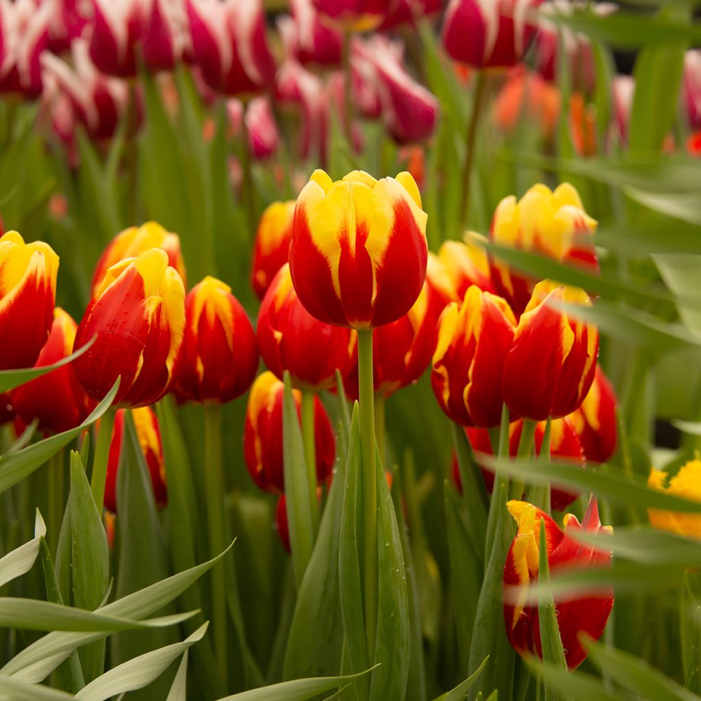Tulipe à tige courte jaune-rouge