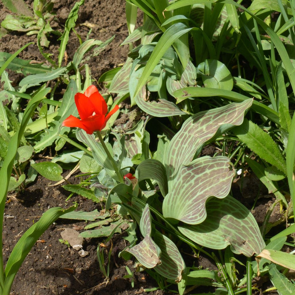 Tulipe à tige courte rouge