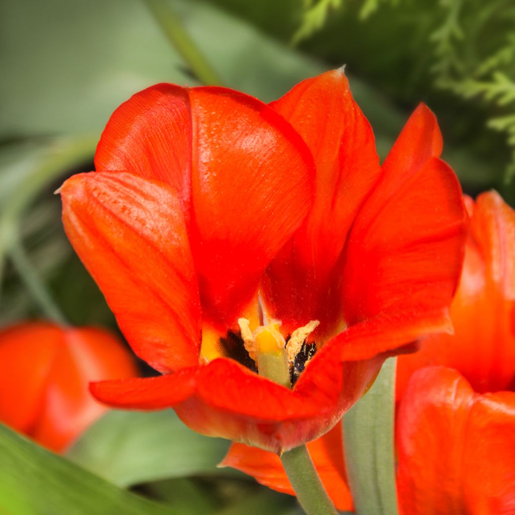 Tulipe à tige courte rouge