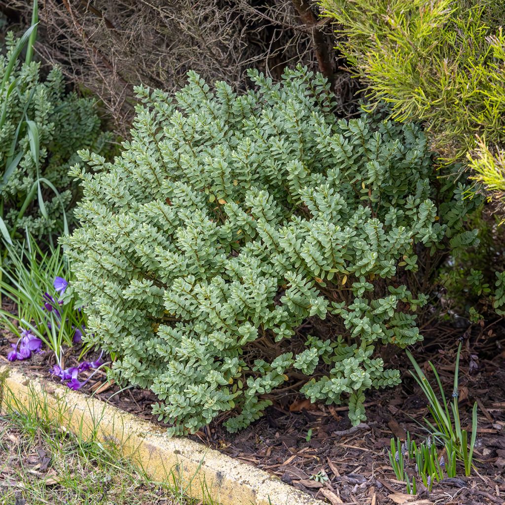 Véronique arbustive blanche - Hebe