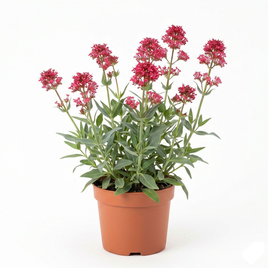 Valériane rouge
