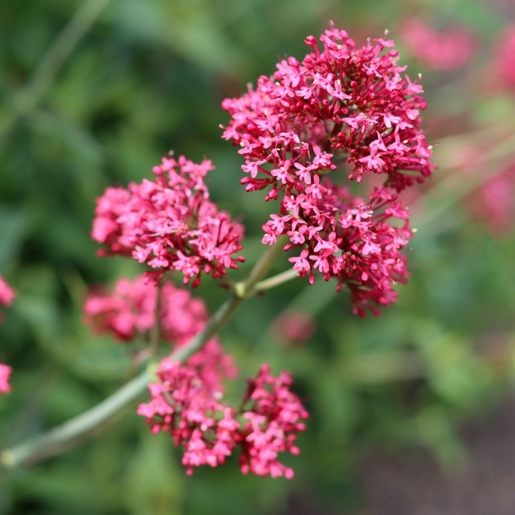 Valériane rouge