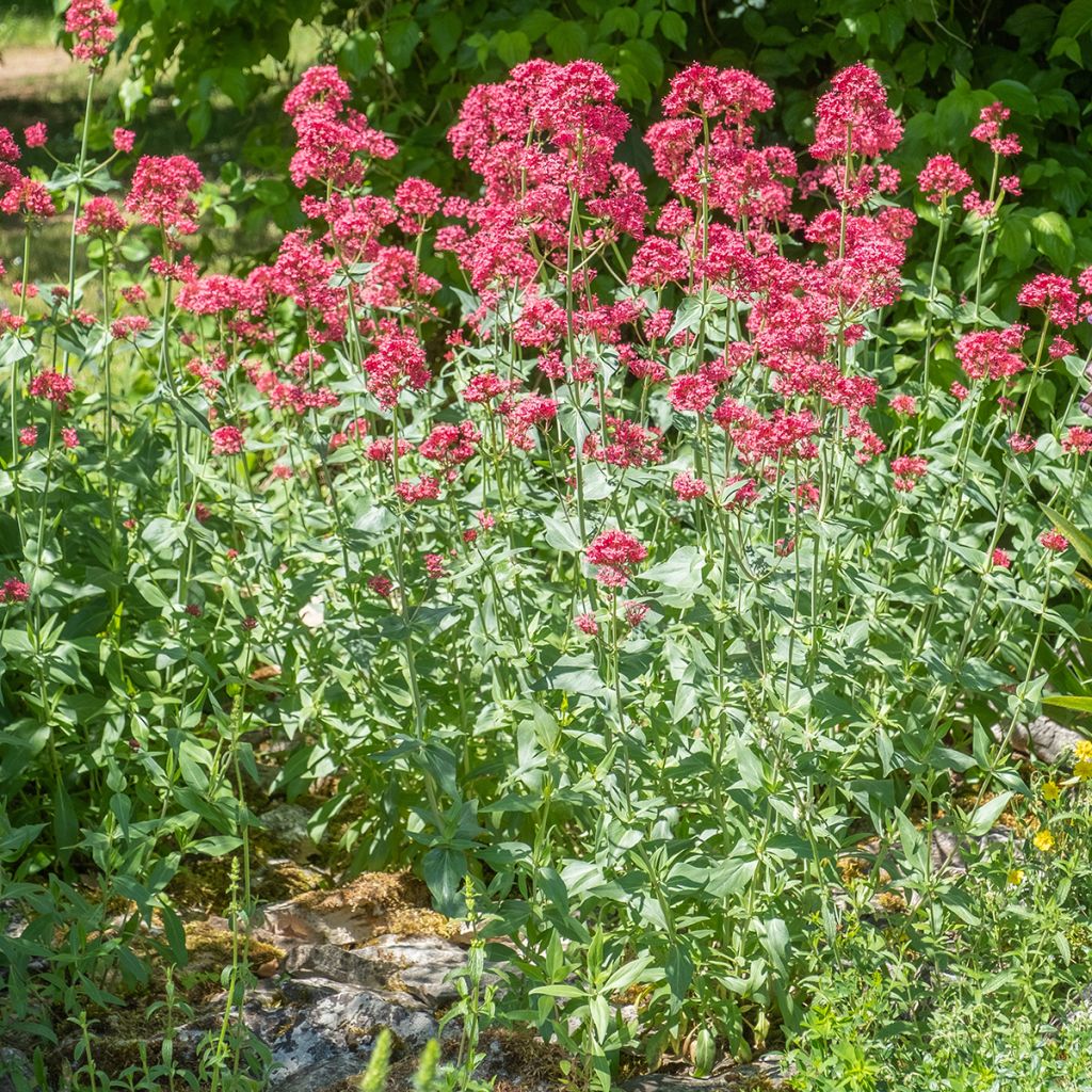 Valériane rouge