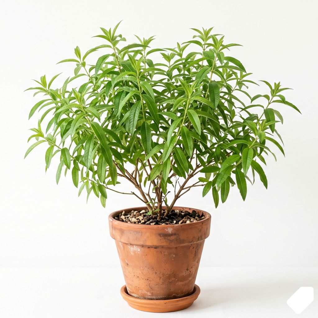 Verveine citronnelle