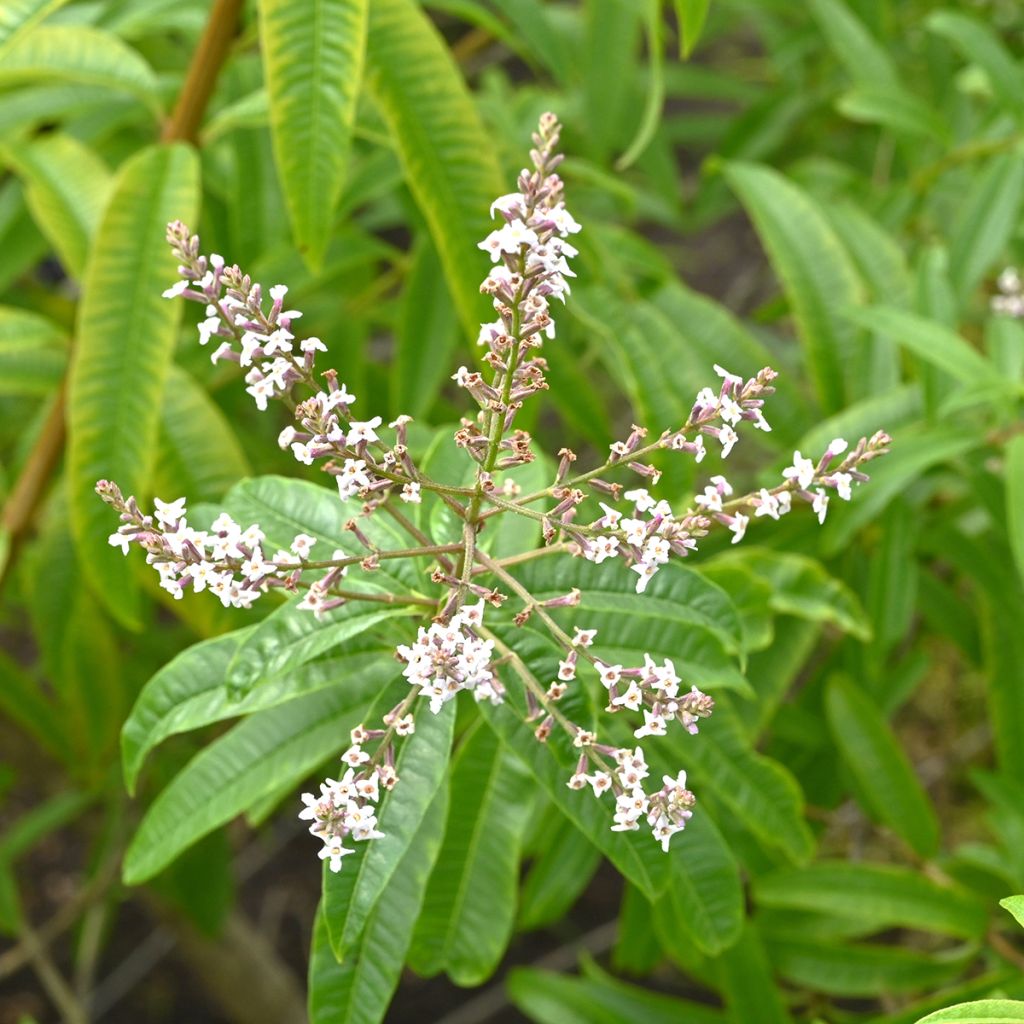 Verveine citronnelle
