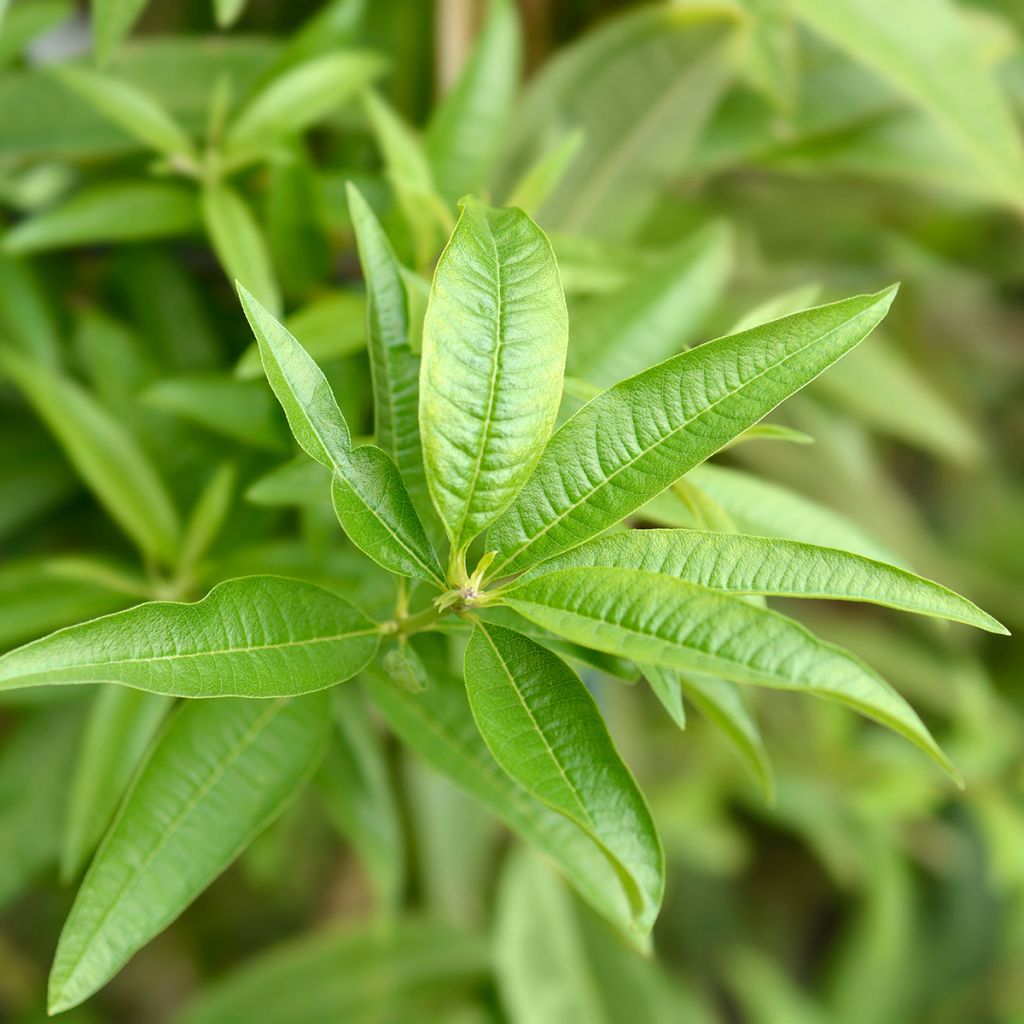 Verveine citronnelle