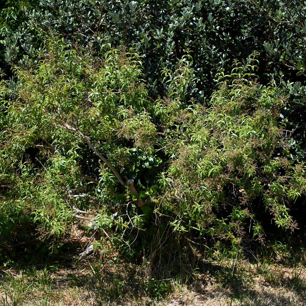 Verveine citronnelle