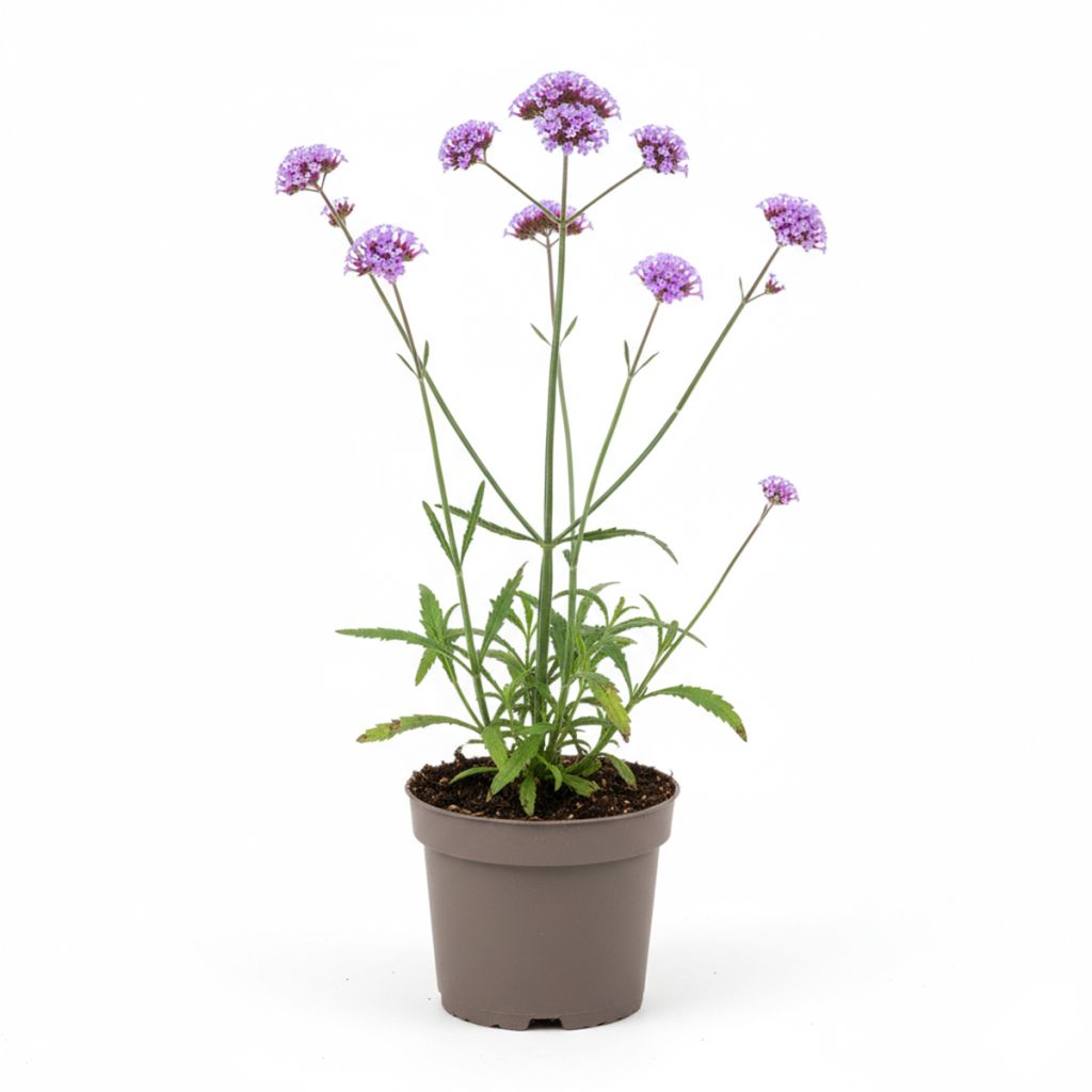 Verveine sauvage violette