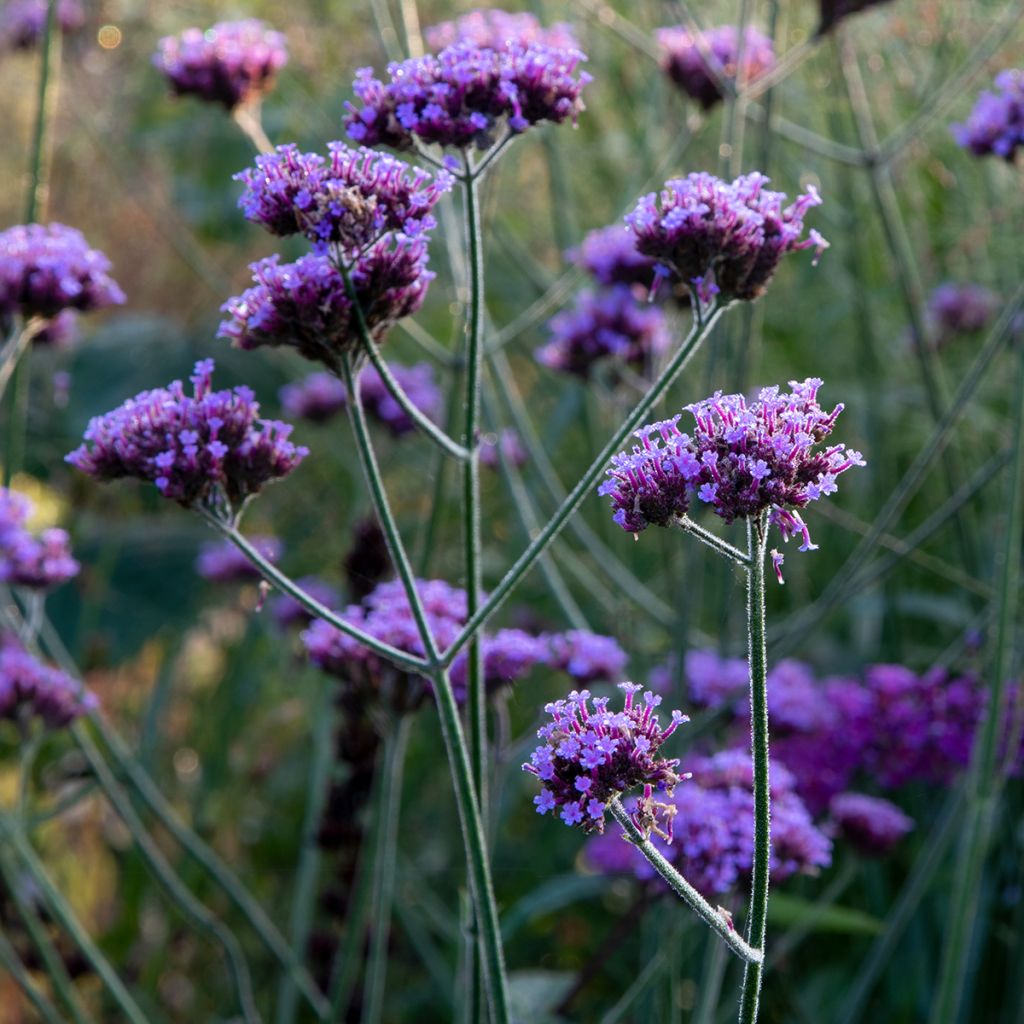 Verveine sauvage violette
