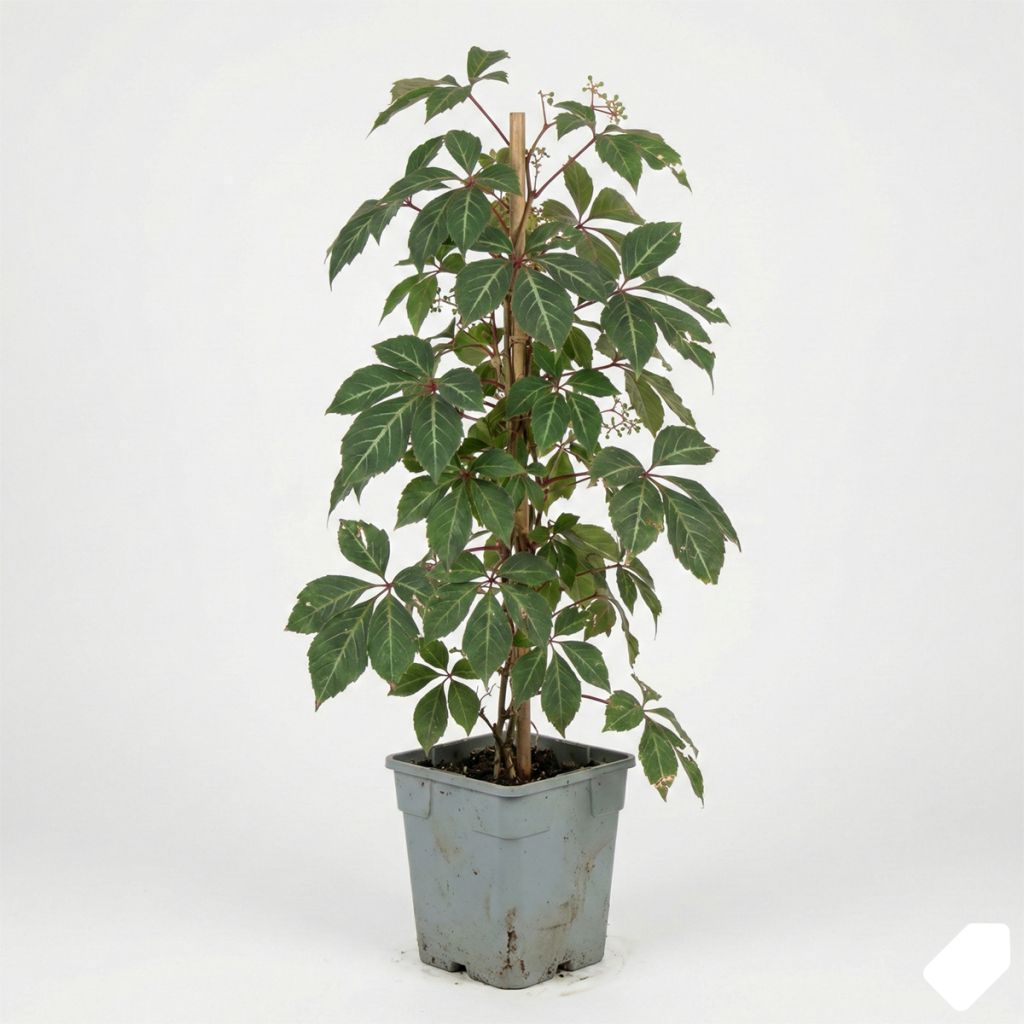 Vigne vierge nervurée