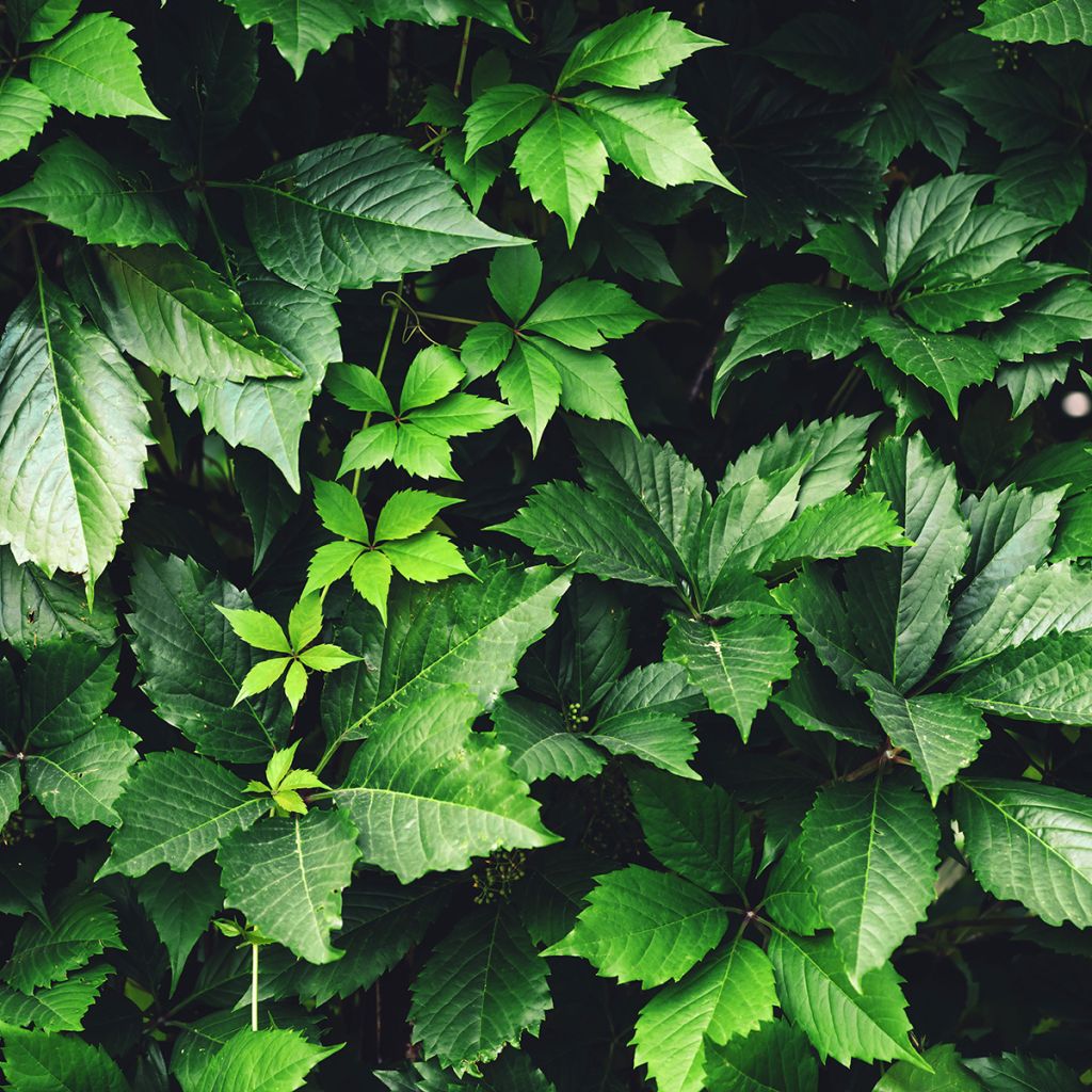 Vigne vierge nervurée