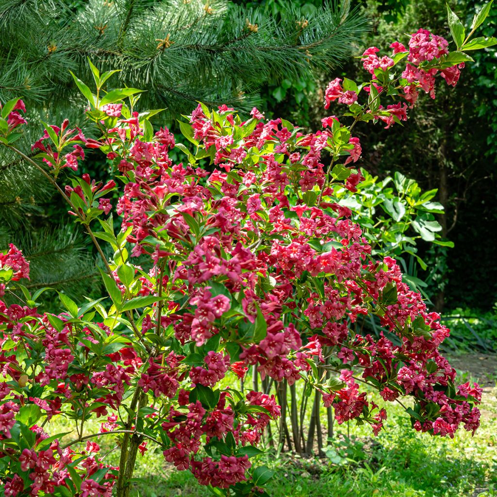 Weigélia rouge