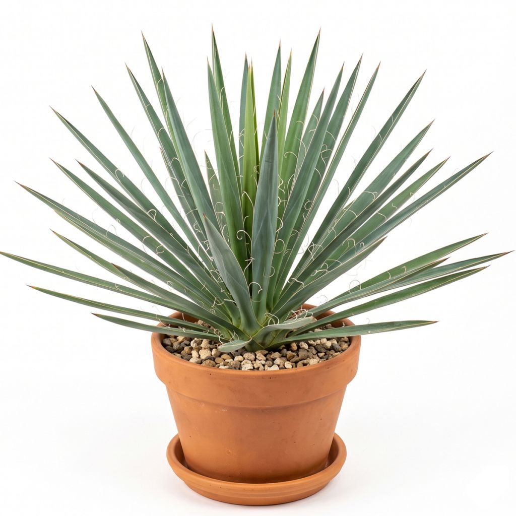 Yucca