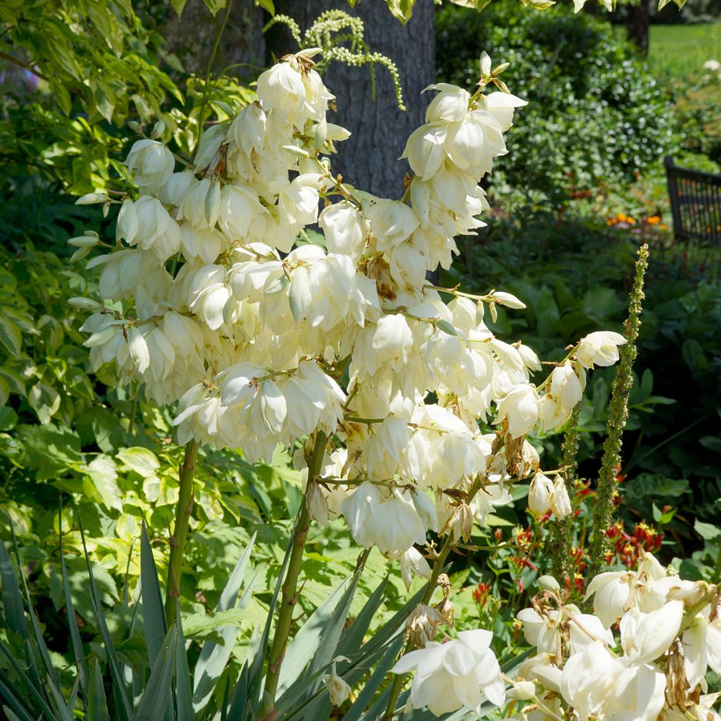 Yucca