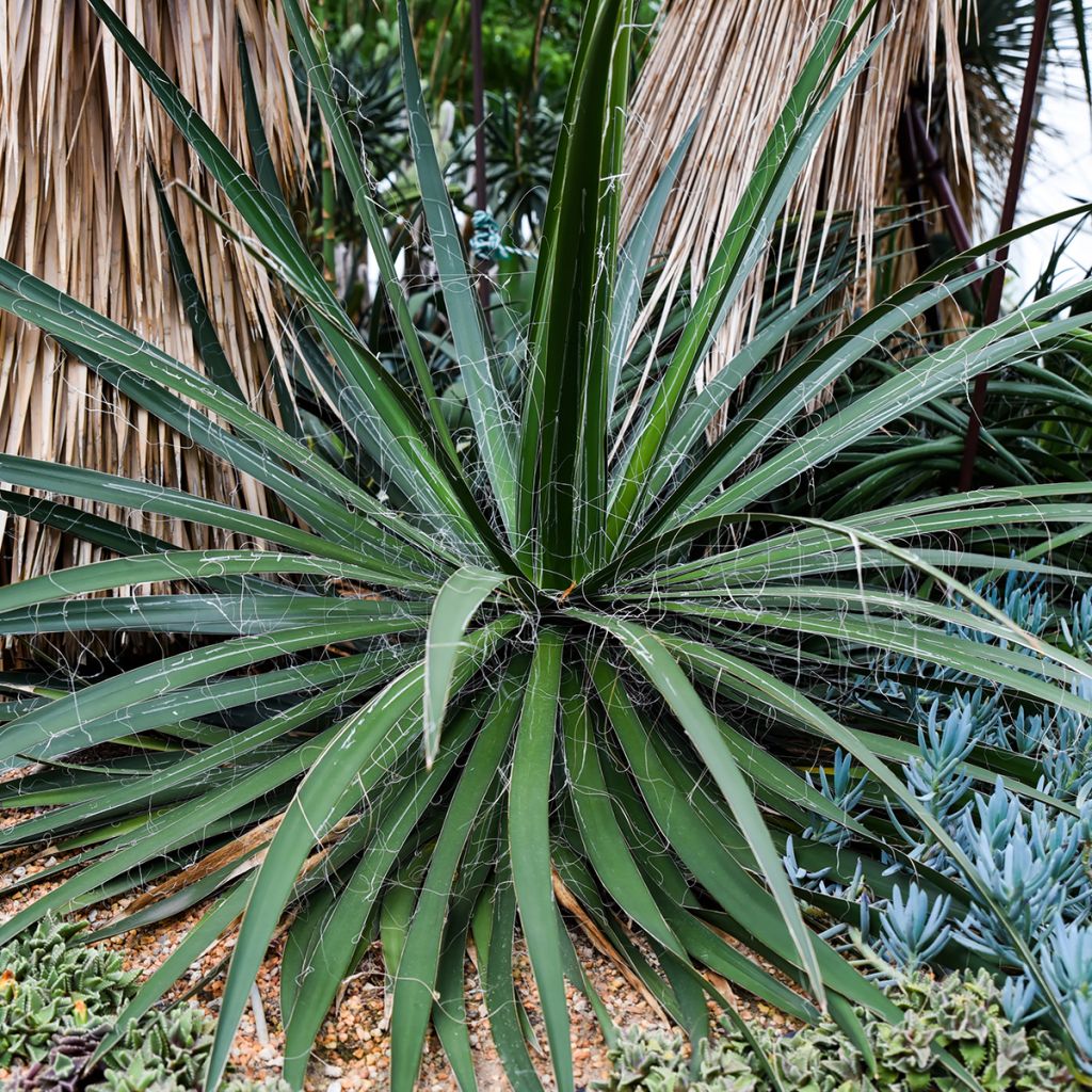 Yucca