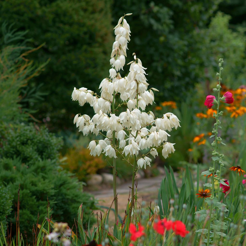 Yucca