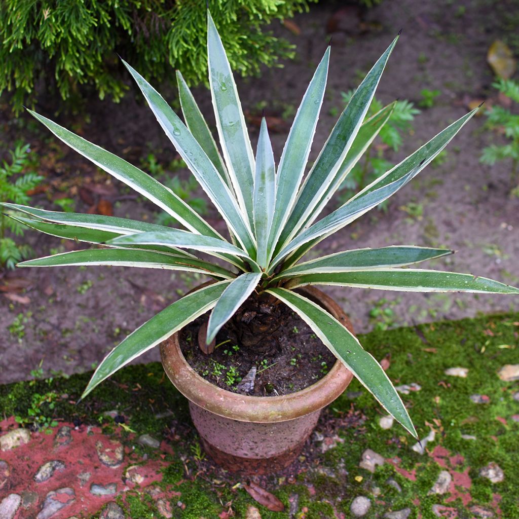 Yucca panaché
