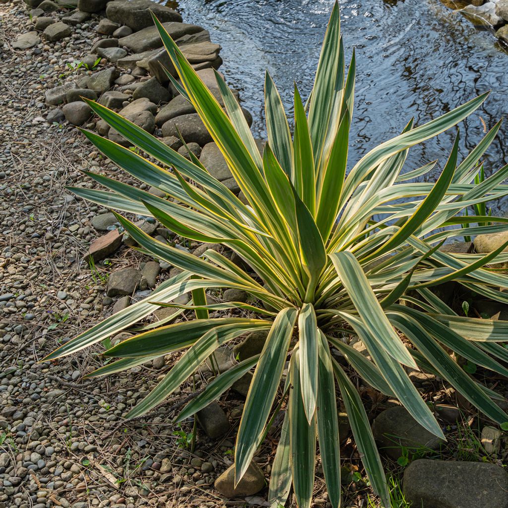 Yucca panaché