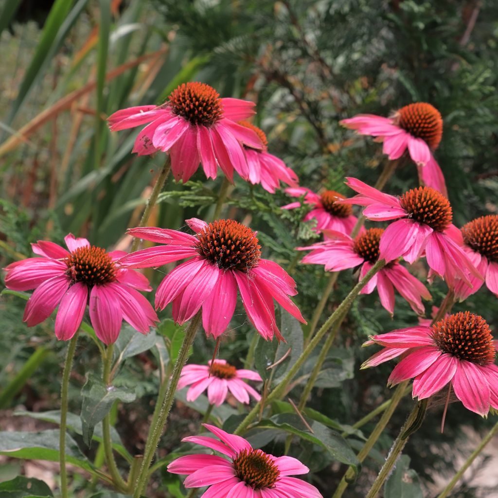 Échinacée rose