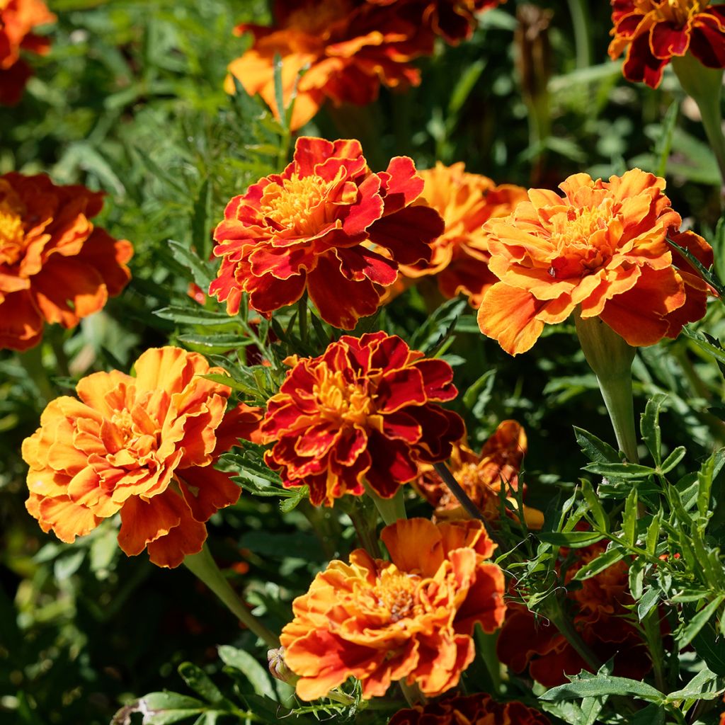 Œillets d'Inde nain