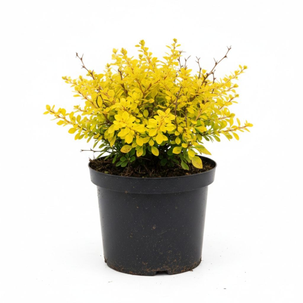 Épine-vinette à feuilles jaune doré