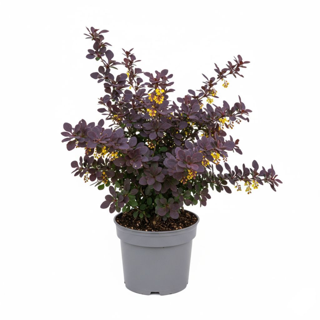 Épine-vinette à feuilles pourpre