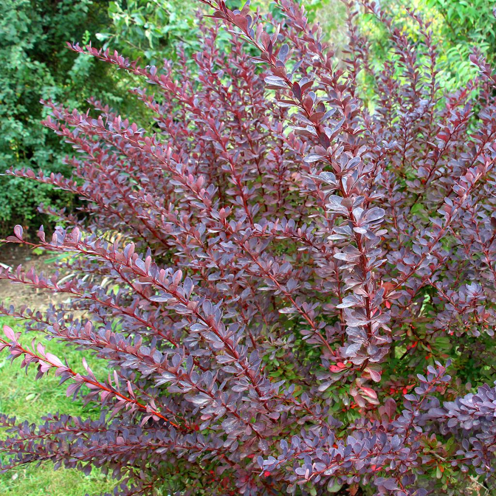 Épine-vinette à feuilles pourpre