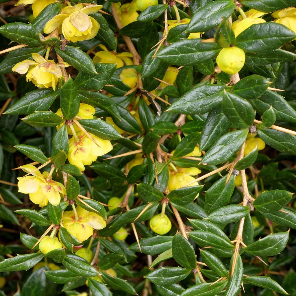Épine-vinette à feuilles vertes