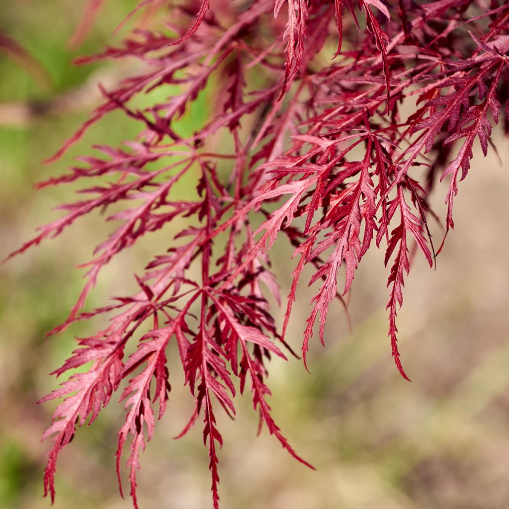 Érable du Japon à feuilles ciselées rouges