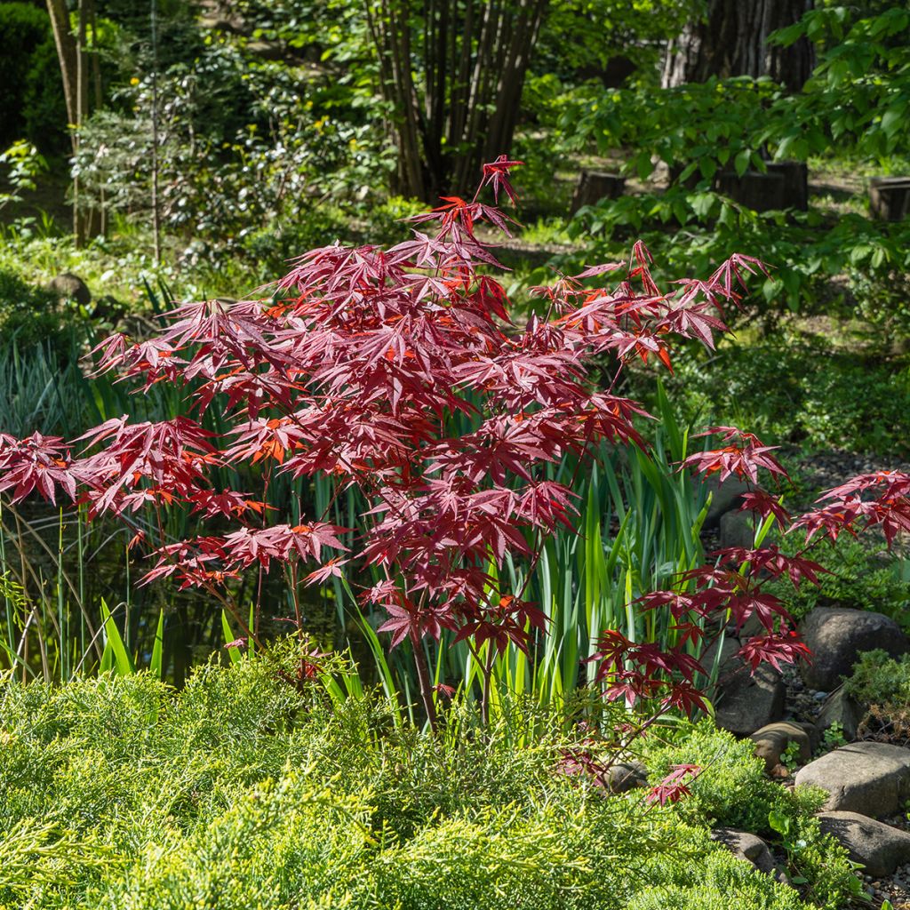 Érable du Japon pourpre