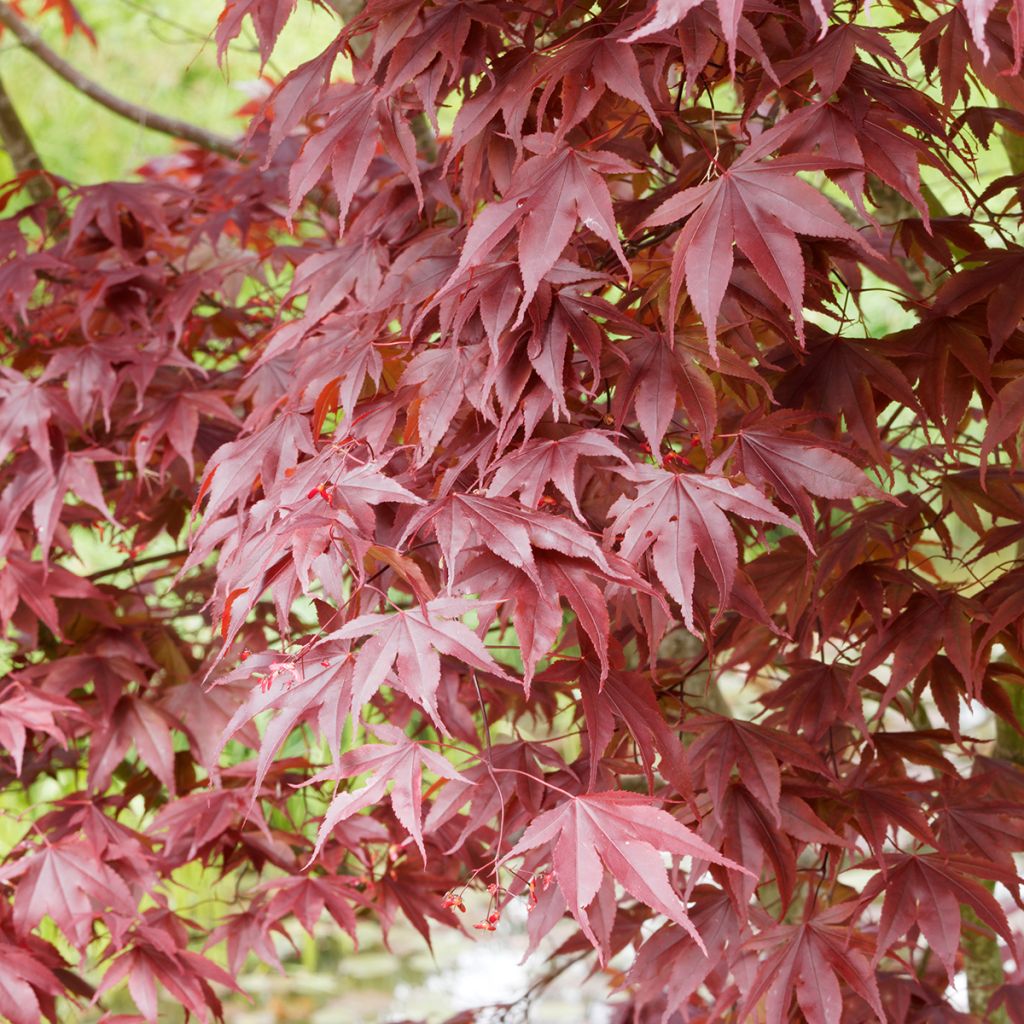 Érable du Japon pourpre