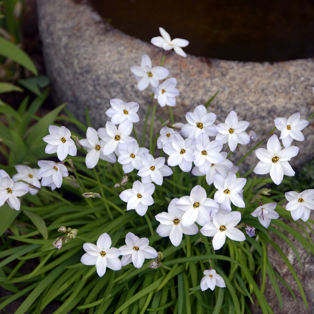 Étoile de printemps