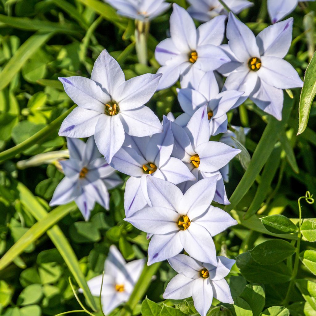 Étoile de printemps