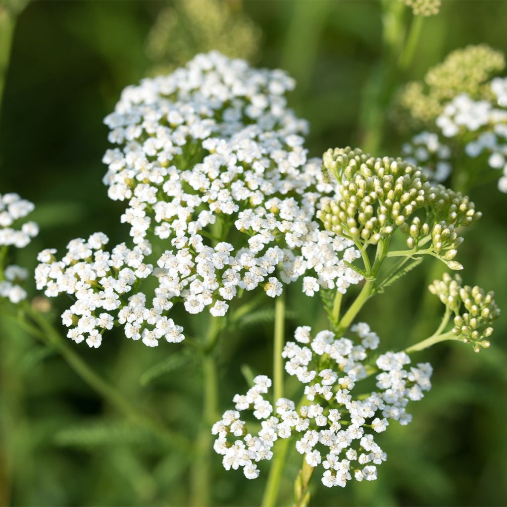 Achillée blanche