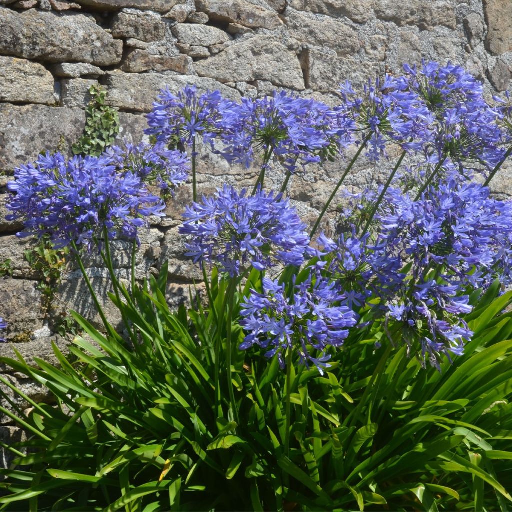 Agapanthe bleue naine