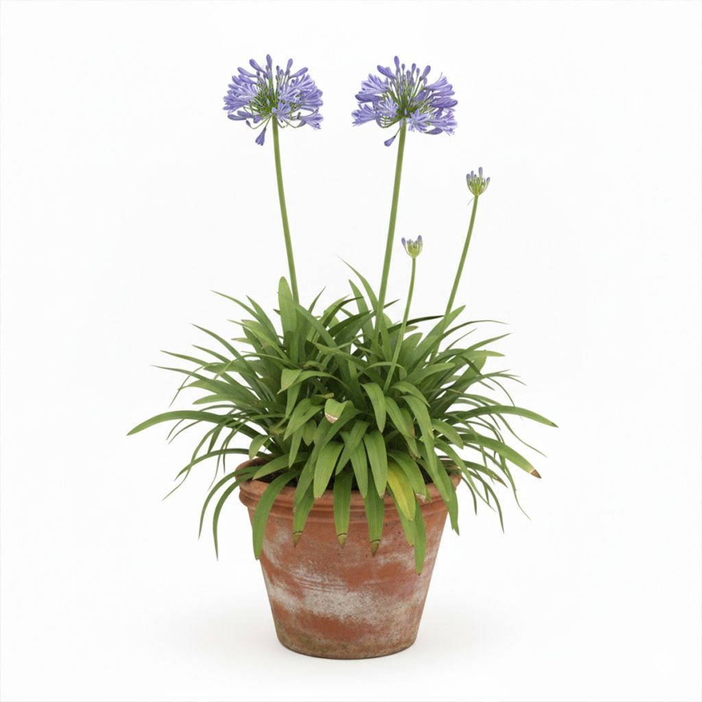 Agapanthe bleue naine