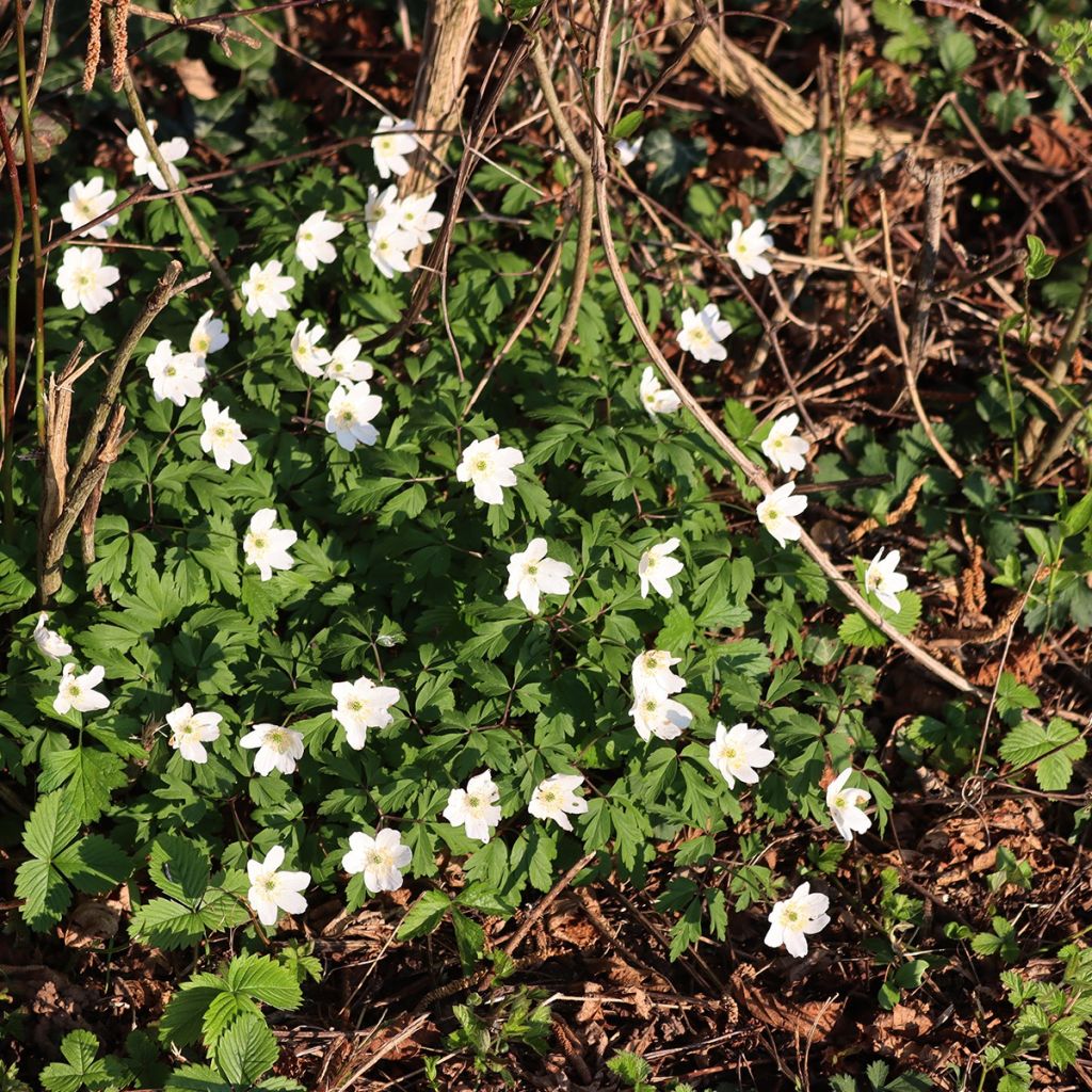 Anémone blanche