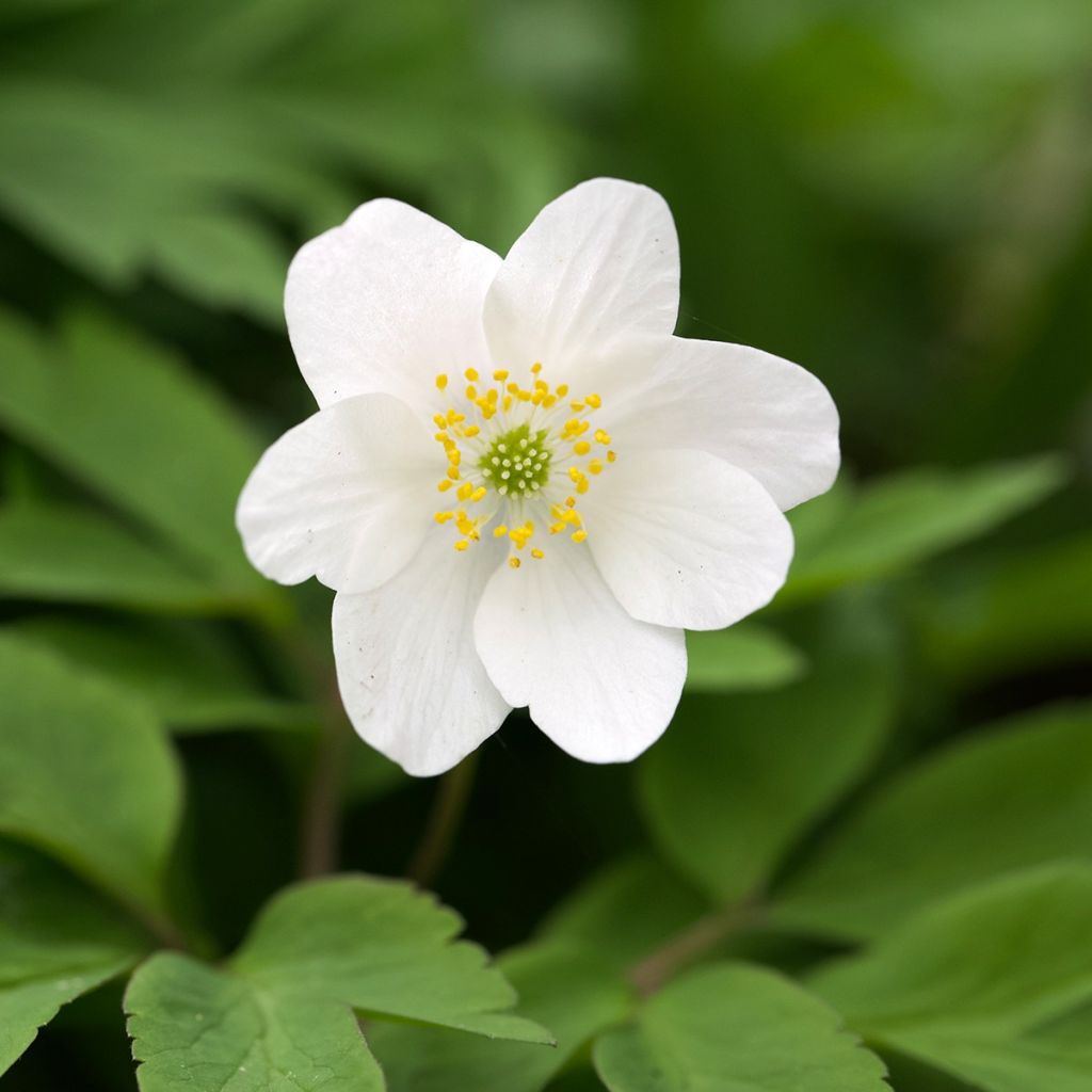 Anémone blanche
