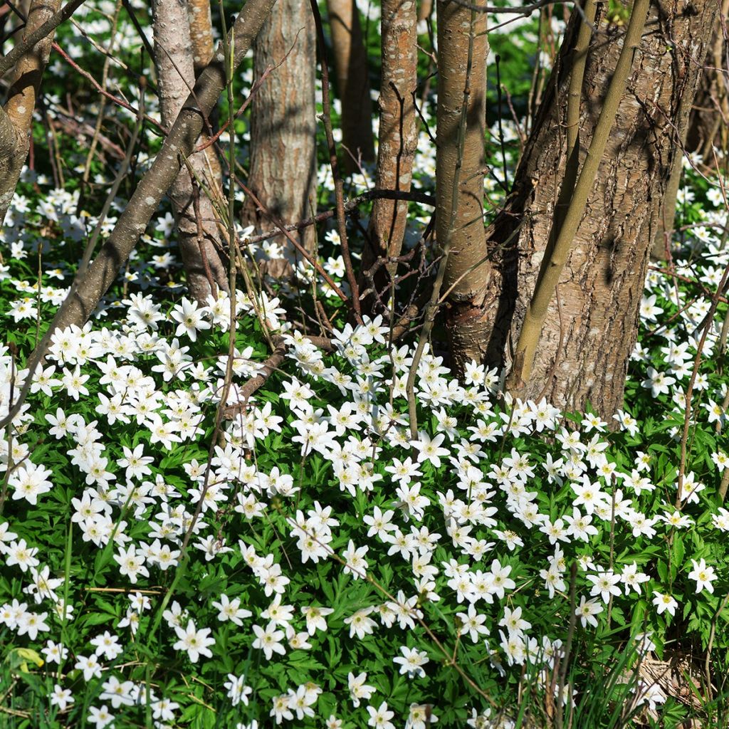 Anémone blanche