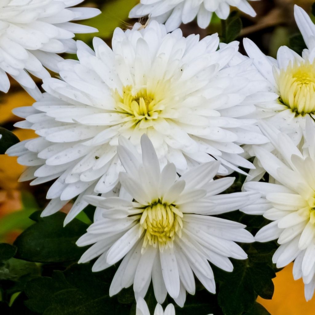 Chrysanthème blanc