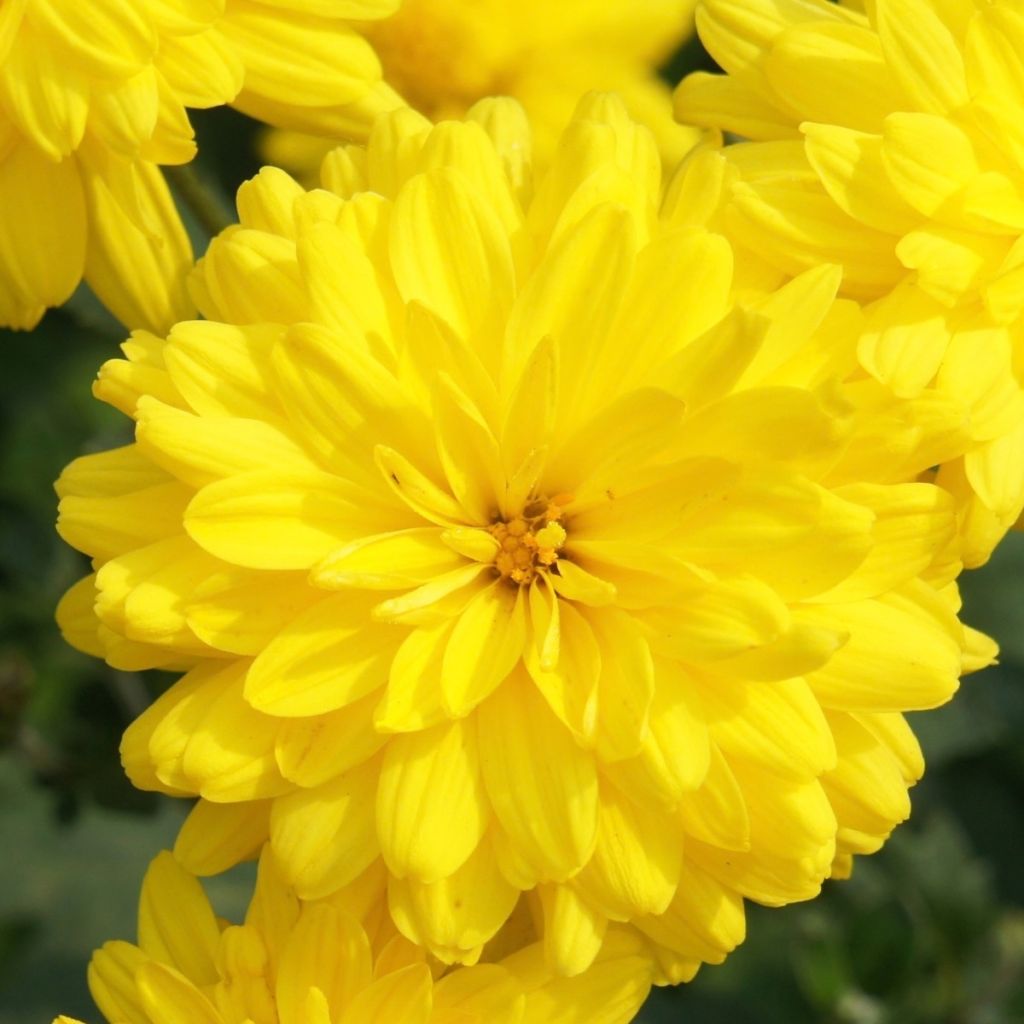 Chrysanthème jaune