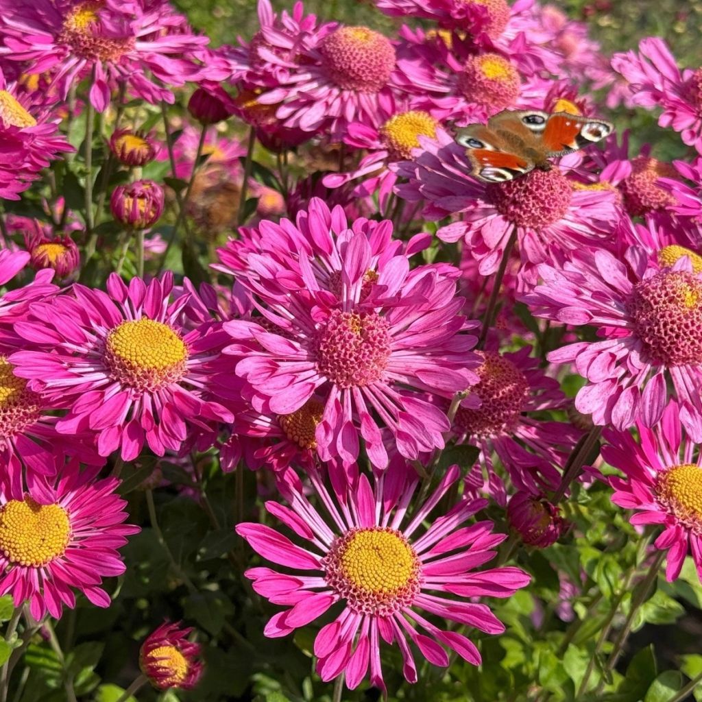 Chrysanthème rose