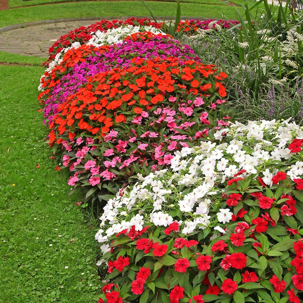 Impatiens à massif Mix
