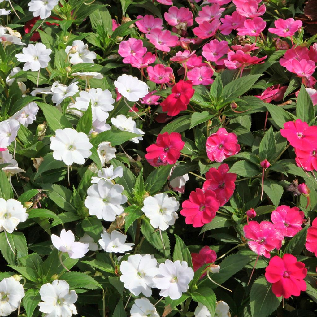 Impatiens à massif Mix