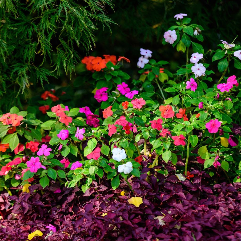 Impatiens à massif Mix
